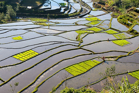 les rizieres de nord luzon.jpg