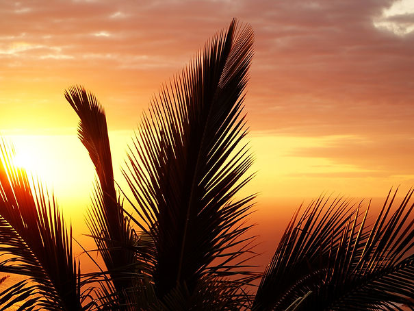 PALMIER LA REUNION.jpg