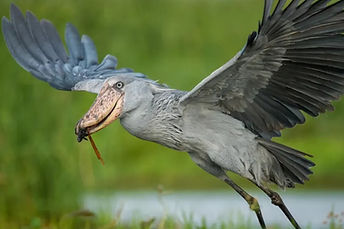 voyage ornithologie ouganda.jpg