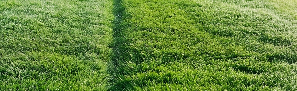 Green well manicured grass