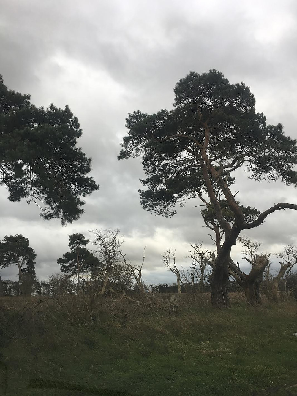 I LOVE THESE TREES!