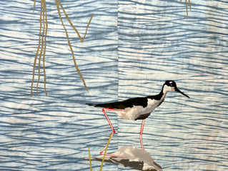 Wild Life: Wetlands