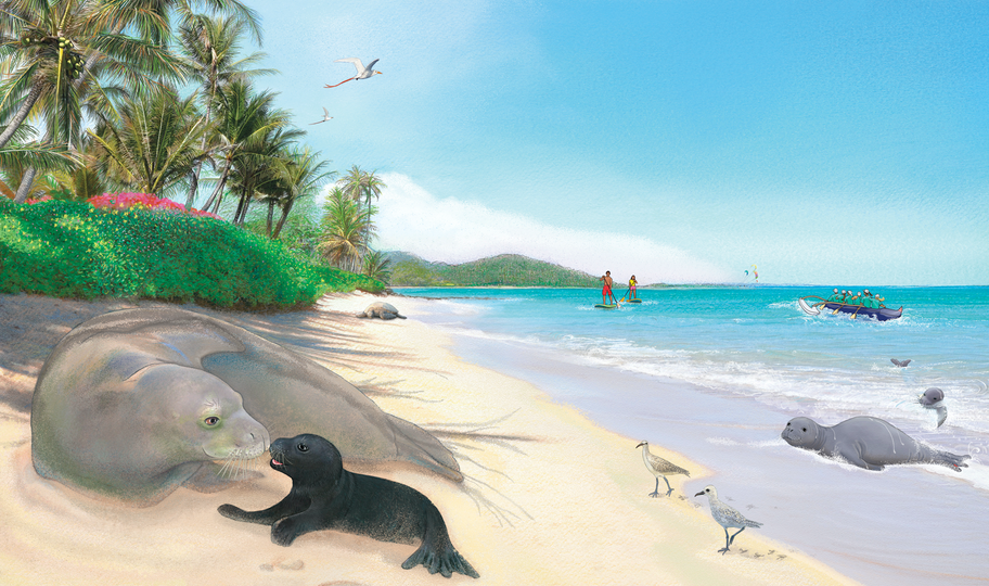 A heartwarming interior spread from ‘Honey Girl’ featuring a mother Hawaiian monk seal and her black pup resting on a tropical beach under palm trees. This image showcases the beauty of Hawaii’s protected wildlife and the importance of habitat conservation for families and young readers.