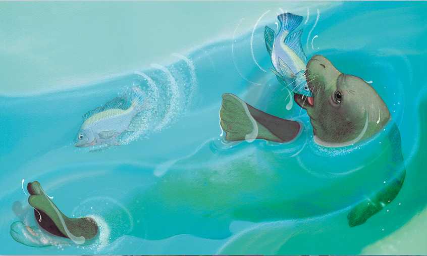 Interior illustration from ‘Honey Girl: The Hawaiian Monk Seal’ showing the seal underwater catching a blue fish. The soft, realistic art style highlights marine wildlife behavior, making it an excellent resource for classroom lessons on ocean food chains and endangered species.