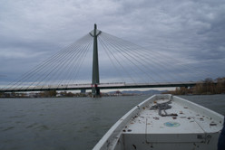 Sterlet Donau LIFE Kristof Reuther 3.jpeg