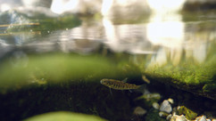 Juvenile Regenbogenforelle Ois Reuther