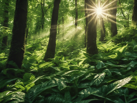 Maximizing Environmental Sustainability: Our Comprehensive Solutions
