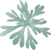海芙蓉