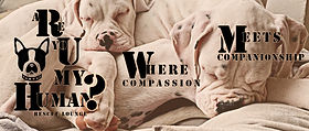 Are You My Human Dog Rescue & Lounge: Discover Love & Companionship