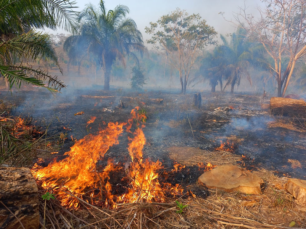 Incendios en Bolivia, foto de APCOB.