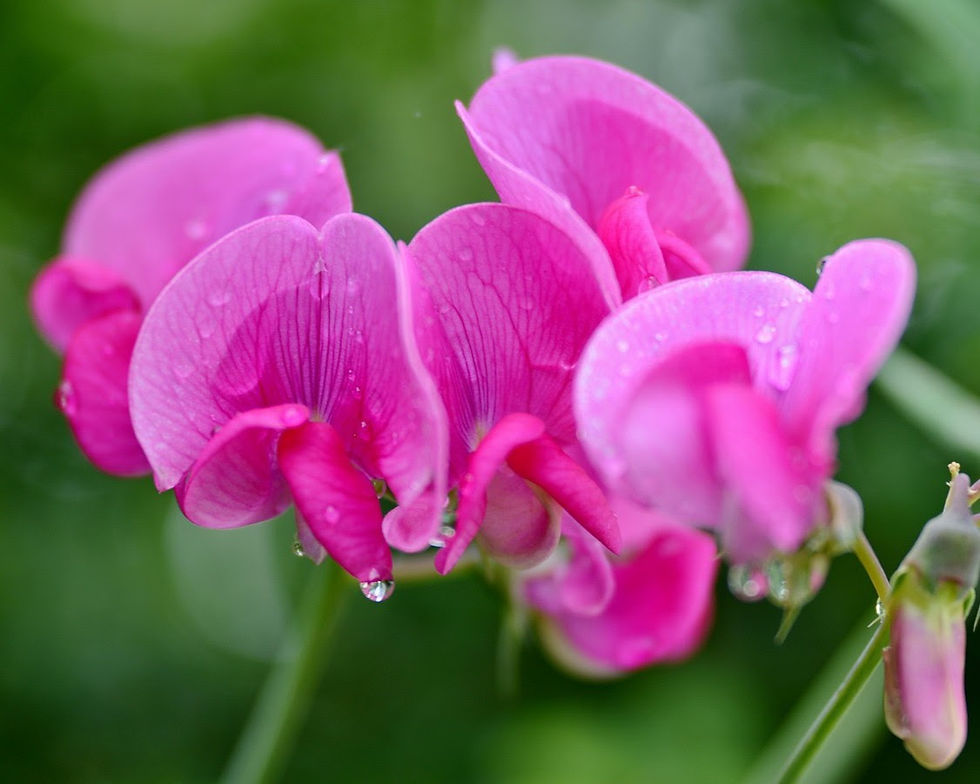 Knob Hill Landscape Company flowers of the month: sweet peas.