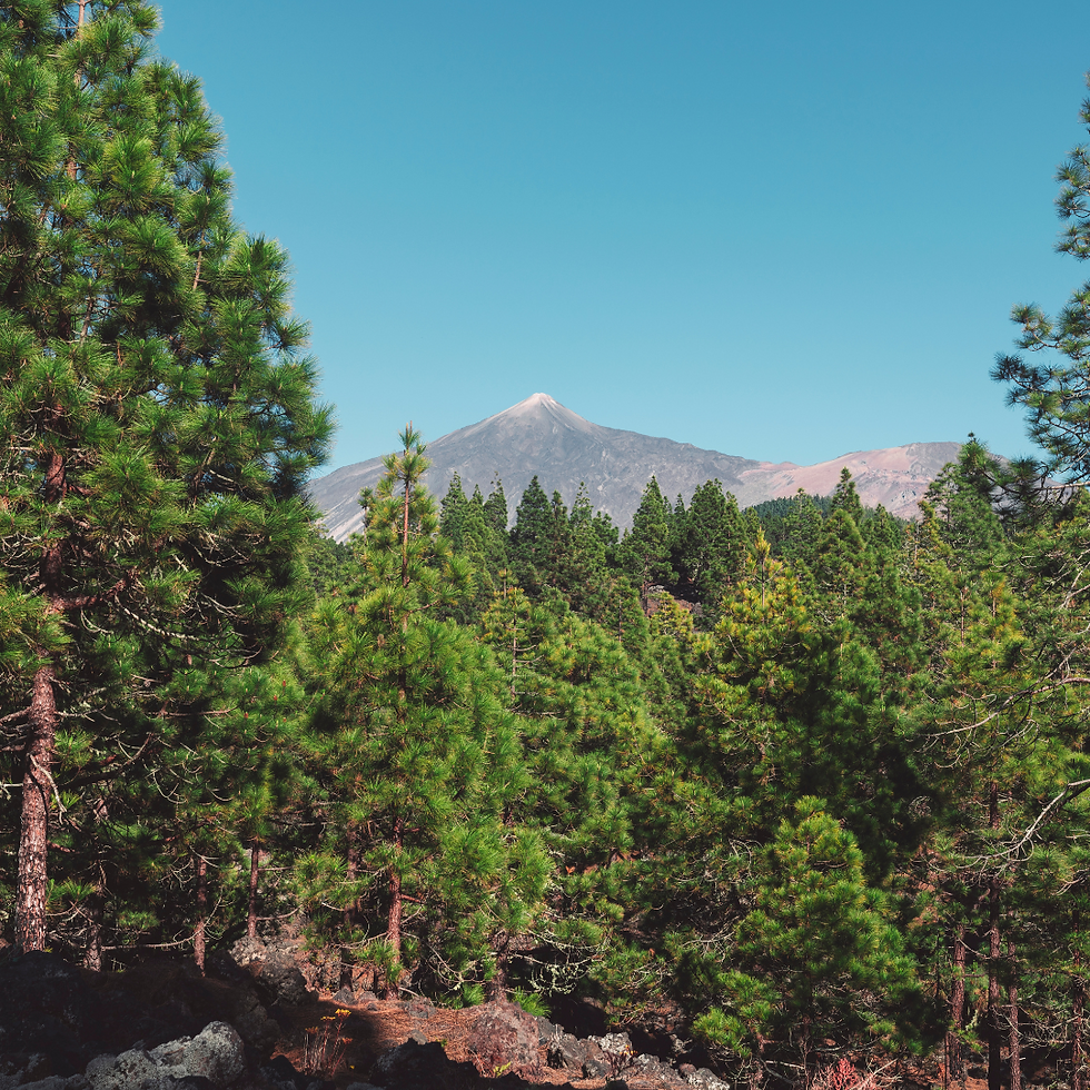 Diseño sin título (11).png