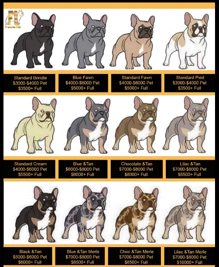 frenchie-prices.GIF