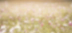 lee_seonghak-cosmos-flowers-1138041_edited_edited.jpg
