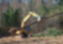 Excavator clearing trees in Virginia