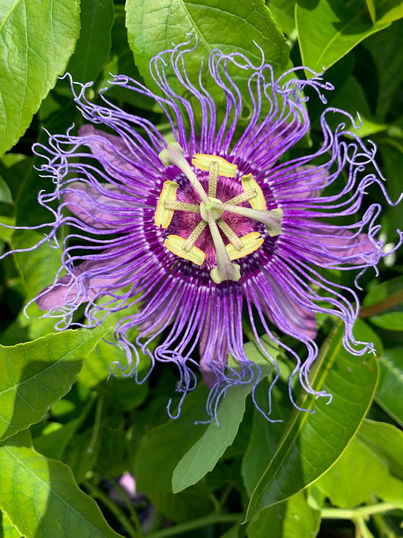 Passion flowers growing wild.jpeg