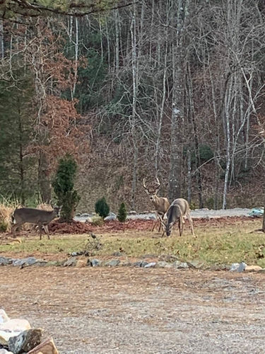 Deer at GRR.jpeg