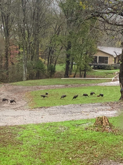 Turkeys in the spring.jpeg