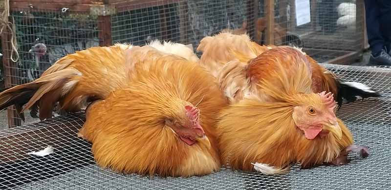 Fiera Storica del Cappone