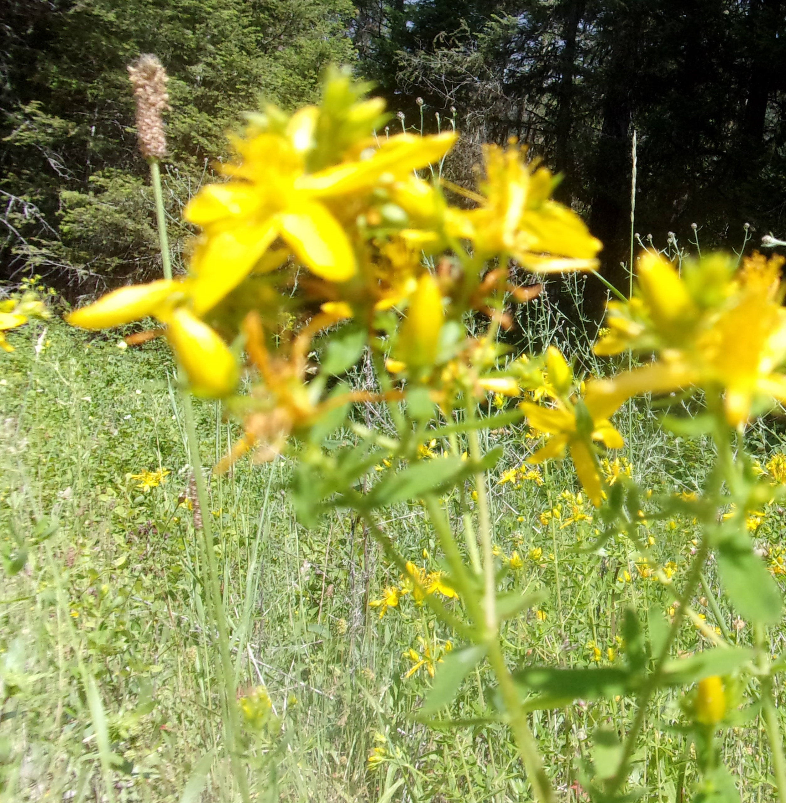 Anahata Apothecary St John's Wort & Calendula Body Oil