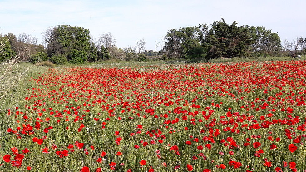 champ de coquelicot