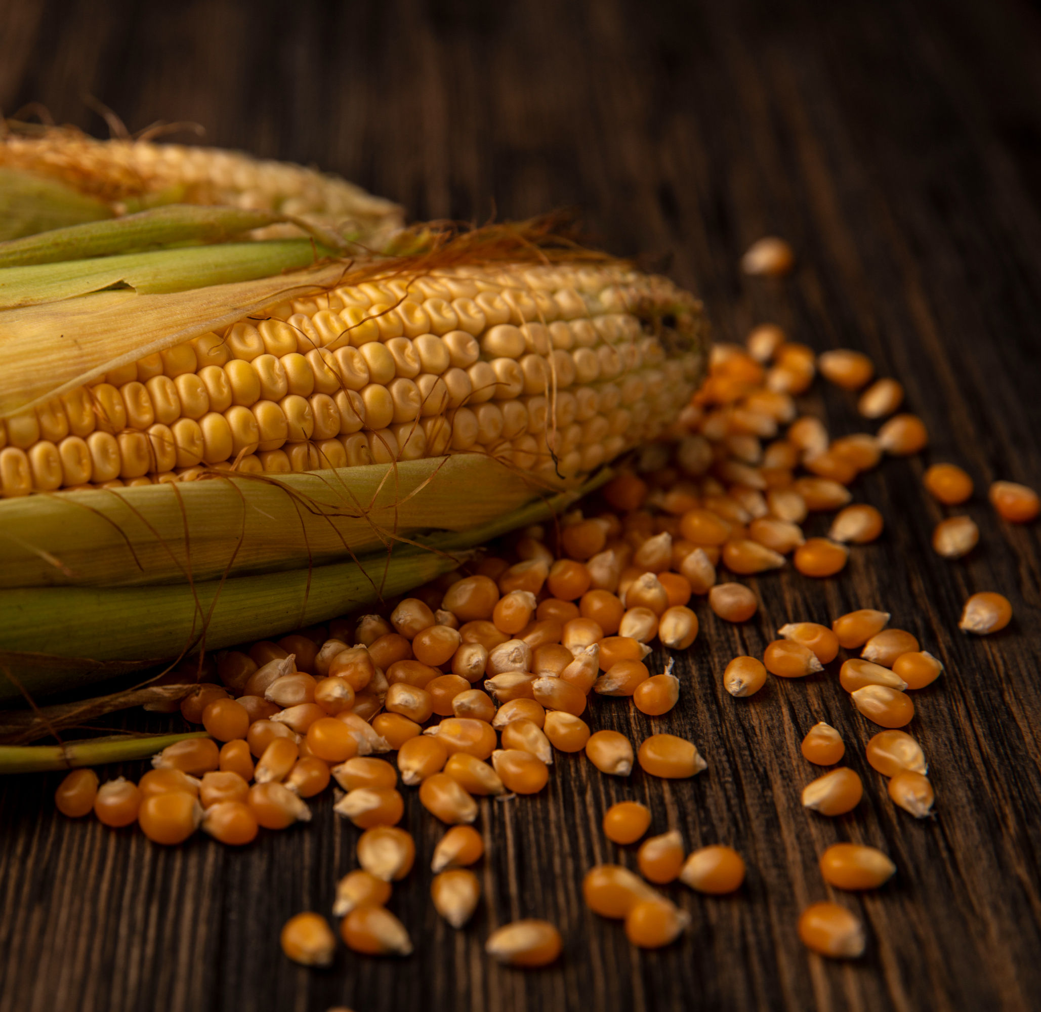 Maize