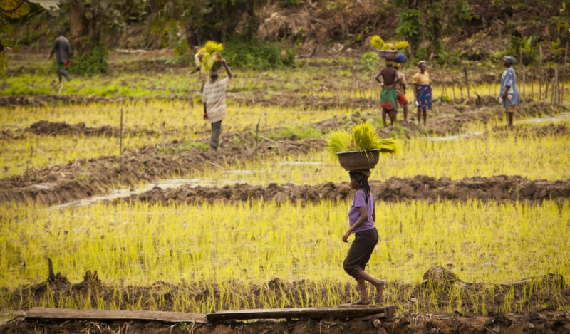 Food Security: Liberia is vulnerable to food insecurity due to a range of factors