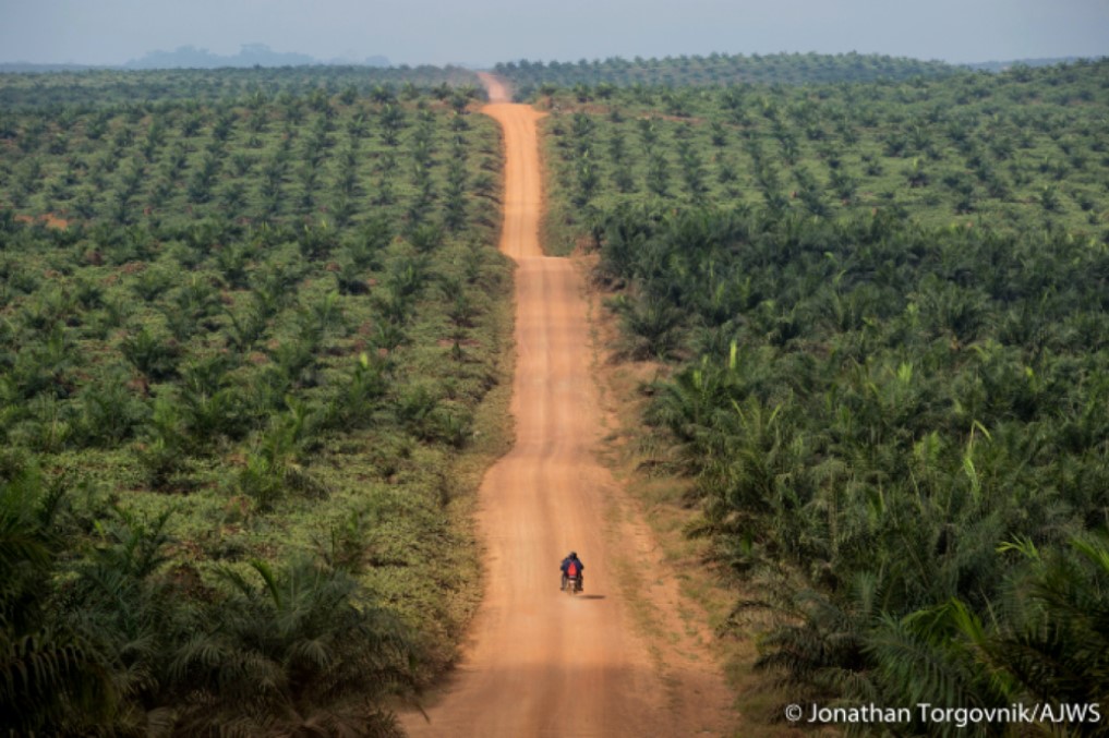 Here's Why Liberia has one of the highest deforestation rates in the world