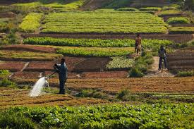Agriculture and Food Security