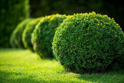 park with shrubs and green lawns, landsc