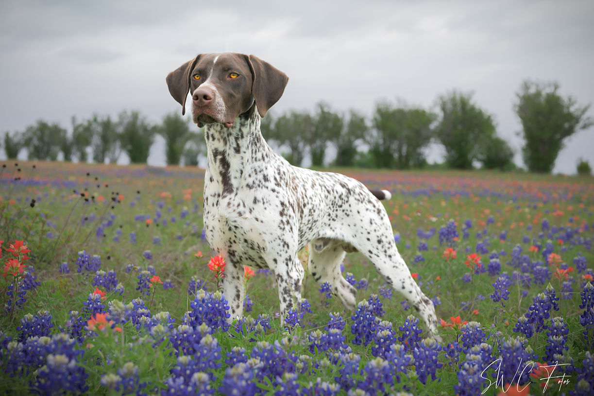 JJ Bluebonnets 5.jpg
