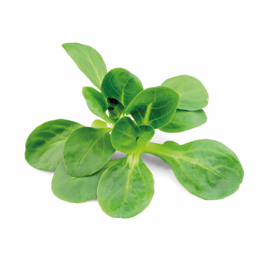 Veldsla prijs/potje van 125 gr