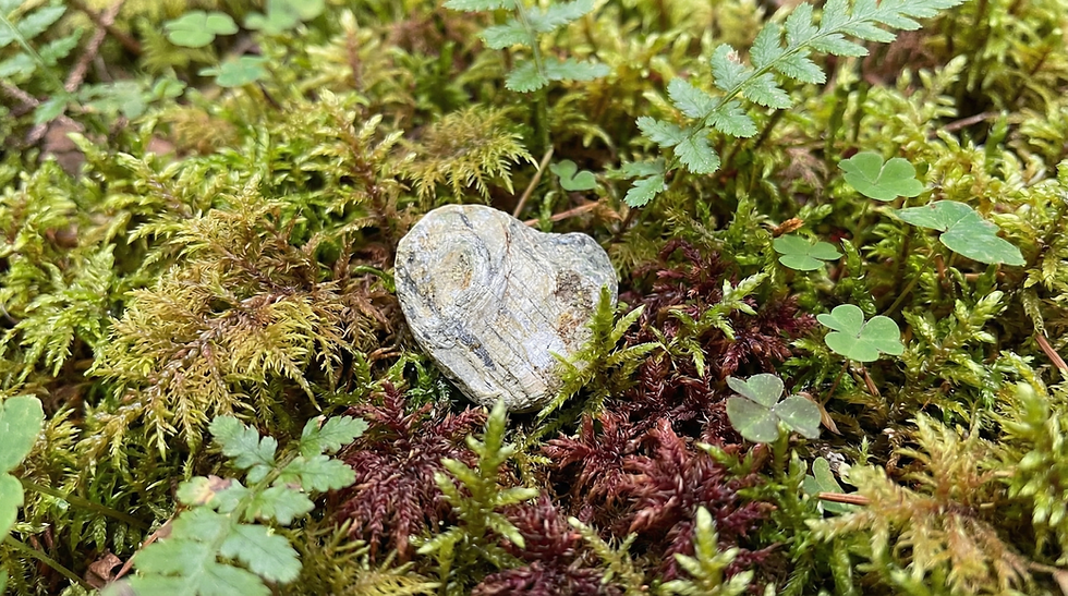 Heart-shaped stone on vibrant green and red moss with fern leaves, set in a lush forest floor. Peaceful and natural ambiance.