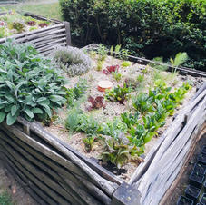 Bac potager, assocations de cultures et oyas