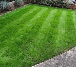 After lawn renovation