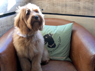Gillsmans Dog Grooming Salon | Promo Video