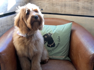 Gillsmans Dog Grooming Salon | Promo Video