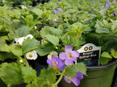 Bacopa