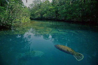 Buy A Home in Homosassa Florida With Olivia Mission Citrus Realtor.