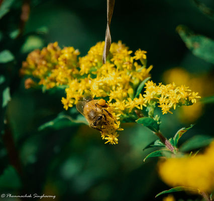 bee photo at appleton farm in Ipswich, massachusetts
