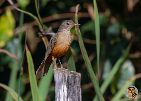 Dia Mundial das Aves é oportunidade valiosa para unir esforços e  promover a preservação da avifauna