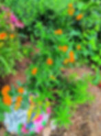 Orange Butterfly Milkweed
