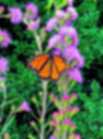 Meadow Blazing Star