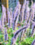 Blue Fortune Agastache