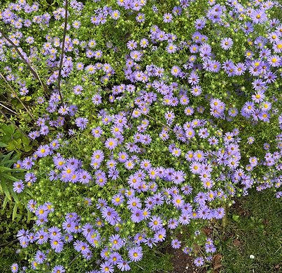 October Skies FULL Bloom.JPEG