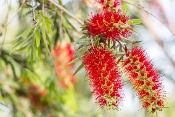 Callistemon, a native Australian plant