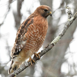 redshoulderedhawk.jpeg