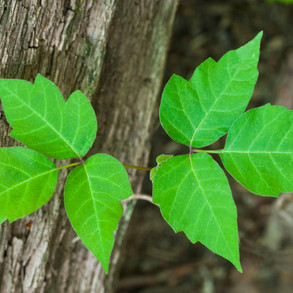 poisonivy.jpeg