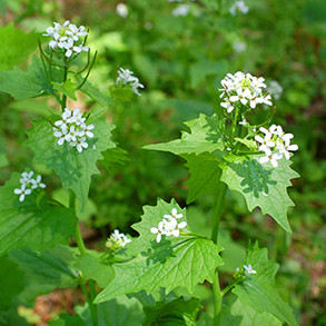 garlic-mustard.jpeg