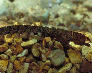 hellgrammite_in_habitat_11-08-12.jpeg